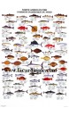 Poster Poissons d'Amérique du Nord - North American Fish 