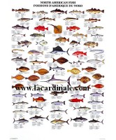 Poster Poissons d'Amérique du Nord - North American Fish 