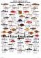 Poster Poissons d'Amérique du Nord - North American Fish 