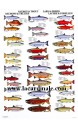 Poster Poissons Saumons et Truites