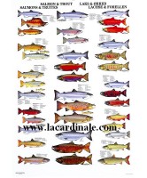 Poster Saumons et Truites - Salmon & Trout