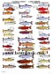 Poster Poissons Saumons et Truites