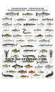 Poster Poissons d'eau douce