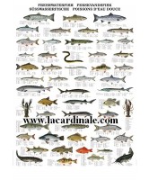 Poster Poissons d'eau douce - Freshwater Fish