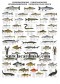 Poster Poissons d'eau douce