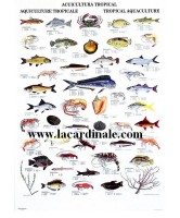 Poster Aquiculture Tropicale - Tropical Aquaculture