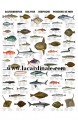 Poster Poissons de Mer - Sea fish 