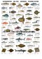 Poster Poissons de Mer - Sea fish 