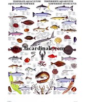 Poster Aquiculture tempérée - Temperate Aquaculture Poster Aquiculture tempérée - Temperate Aquaculture