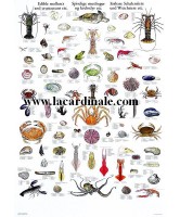 Poster Crustacés et Mollusques Comestibles - Edible Molluscs & Crustaceans 