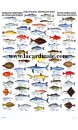 Poster Poissons tempérées de l'Indo-pacifique - Indo-Pacific Temperate Fish 