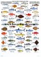 Poster Poissons tempérées de l'Indo-pacifique - Indo-Pacific Temperate Fish 
