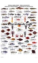 Poster Poissons et Crustacés