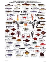 Poster Poissons et Crustacés