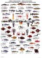 Poster Poissons et Crustacés