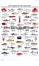 Poster Poissons et Crustacés de l'Amérique du Sud - South American Fish & Shellfish