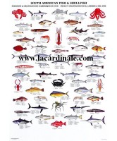 Poster Poissons et Crustacés de l'Amérique du Sud - South American Fish & Shellfish