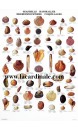 Poster Coquillages - Seashells