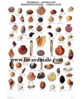 Poster Coquillages - Seashells