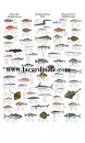 Poster Poissons de la Méditerranée - Mediterranean Fish