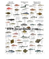 Poster Poissons de la Méditerranée - Mediterranean Fish