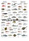 Poster Poissons de la Méditerranée - Mediterranean Fish