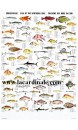 Poster Poissons des mers du sud -  Fish of the Southern Seas