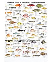 Poster Poissons des mers du sud -  Fish of the Southern Seas