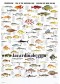 Poster Poissons des mers du sud -  Fish of the Southern Seas