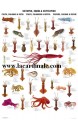 Poster Poulpes, Calmars, Seiches -  Octopus, Squid & Cuttlefish