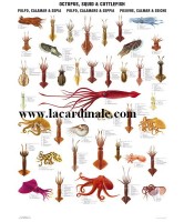 Poster Poulpes, Calmars, Seiches -  Octopus, Squid & Cuttlefish