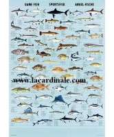Poster Poisson de pêche sportive - Game Fish 
