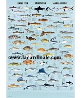 Poster Poisson de pêche sportive - Game Fish Poster Poisson de pêche sportive - Game Fish