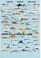 Poster Poisson de pêche à la ligne - Game Fish 