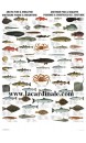 Poster Poisson et Crustacé de l'articque - Arctic Fish & Shellfish