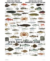 Poster Poisson et Crustacé de l'articque - Arctic Fish & Shellfish