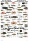 Poster Poisson et Crustacé de l'articque - Arctic Fish & Shellfish