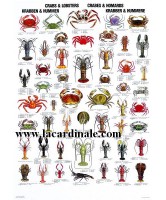 Poster Crabes et Homards - Crabs & Lobsters 