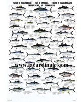 Poster Thons et Maquereaux - Tuna & Mackerels