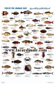 Poster Poisson du Golfe Persique - Fish of the Arabian Gulf 