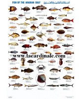Poster Poisson du Golfe Persique - Fish of the Arabian Gulf 