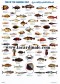 Poster Poisson du Golfe Persique - Fish of the Arabian Gulf 