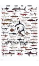 Poster Requins - Sharks 