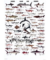 Poster Requins - Sharks 