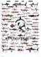 Poster Requins - Sharks 