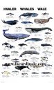 Poster Baleines - Whales 