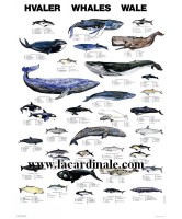 Poster Baleines - Whales 