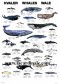 Poster Baleines - Whales 