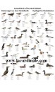 Poster Oiseaux de la Côte Atlantique - Coastal Birds of the North Atlantic