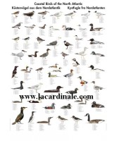 Poster Oiseaux de la Côte Atlantique - Coastal Birds of the North Atlantic